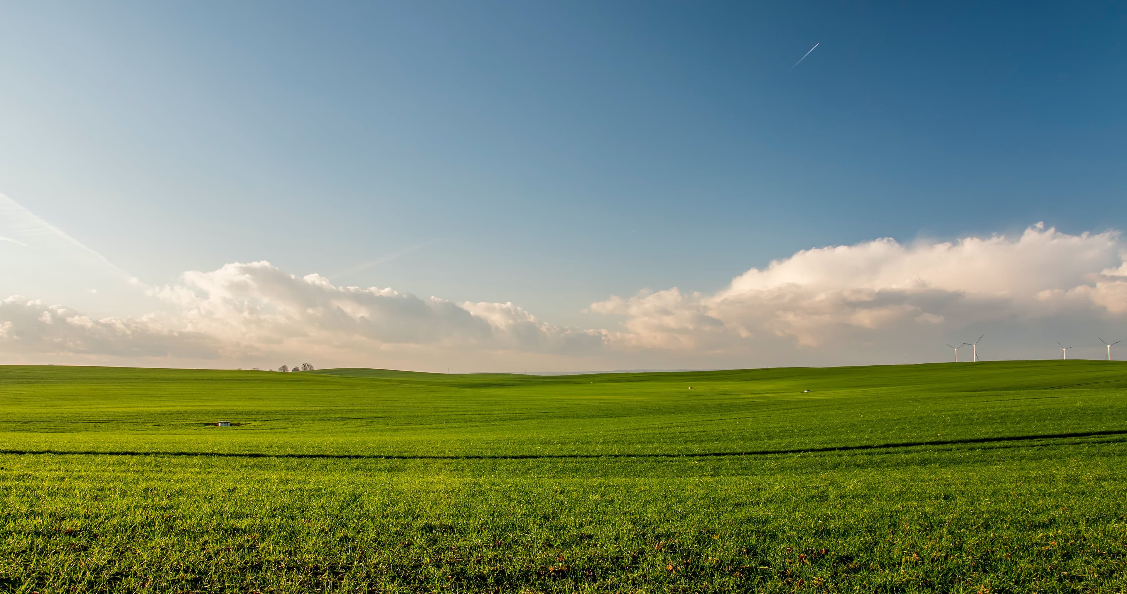 Grassy Field